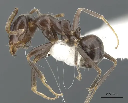 Iridomyrmex gibbus - CASENT0903104