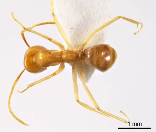 Iridomyrmex hartmeyeri specimen