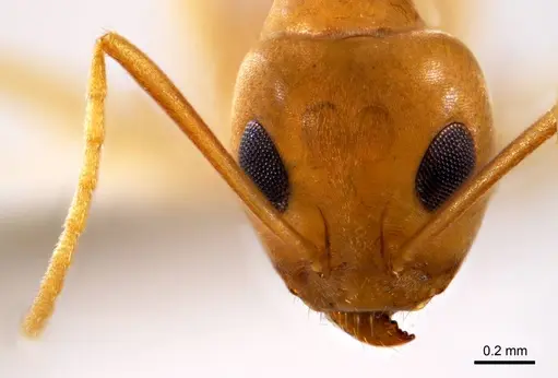 Iridomyrmex hartmeyeri specimen