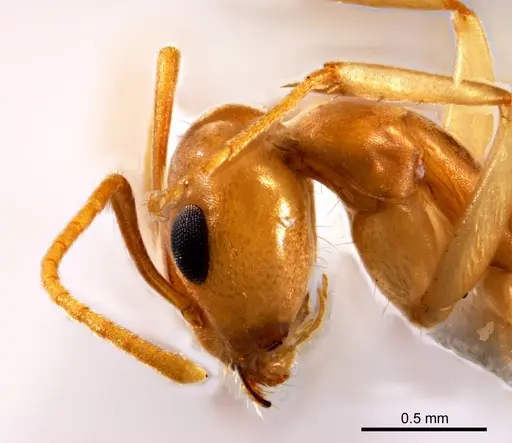 Iridomyrmex hartmeyeri specimen