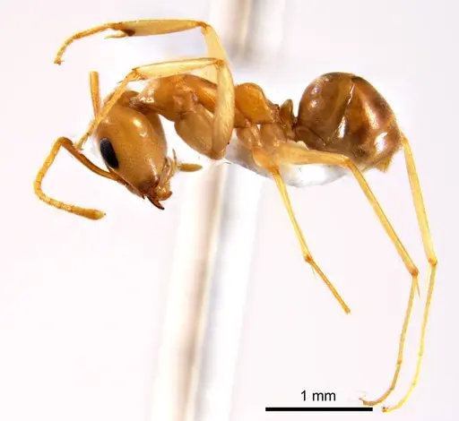 Iridomyrmex hartmeyeri - ANTWEB1008646