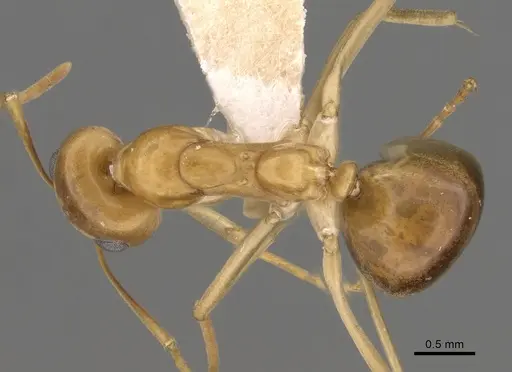 Iridomyrmex hartmeyeri - CASENT0249718