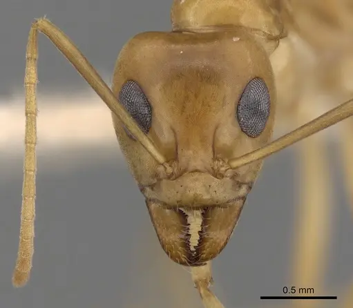 Iridomyrmex hartmeyeri - CASENT0249718