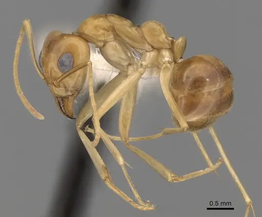 Iridomyrmex hartmeyeri - CASENT0249718