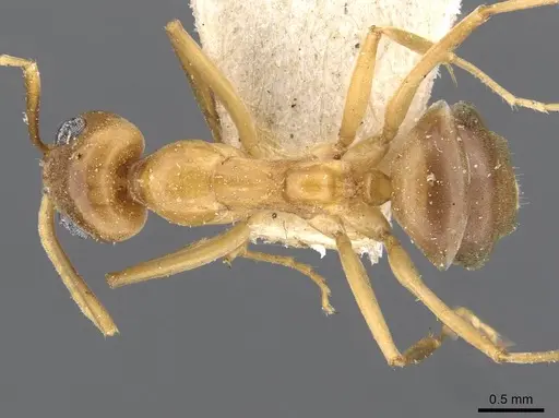 Iridomyrmex hartmeyeri - CASENT0909537