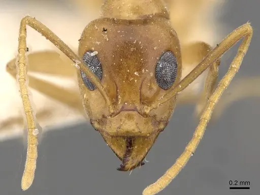 Iridomyrmex hartmeyeri - CASENT0909537