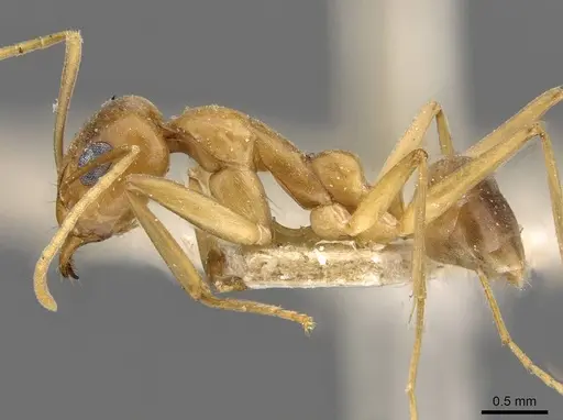 Iridomyrmex hartmeyeri - CASENT0909537