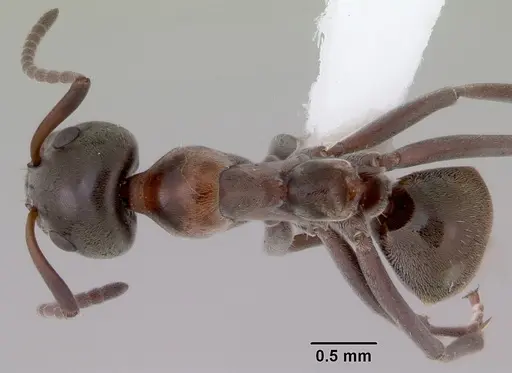 Iridomyrmex hesperus specimen