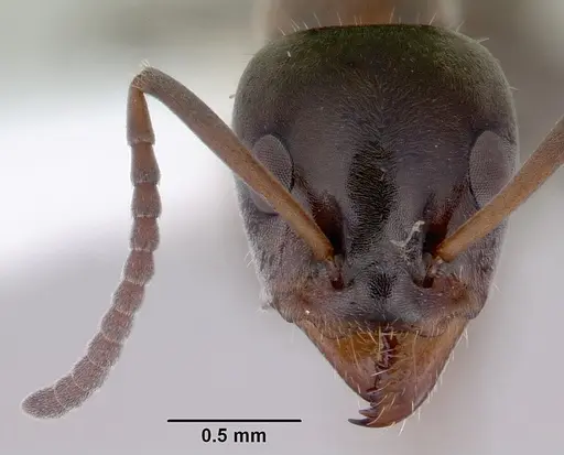 Iridomyrmex hesperus specimen