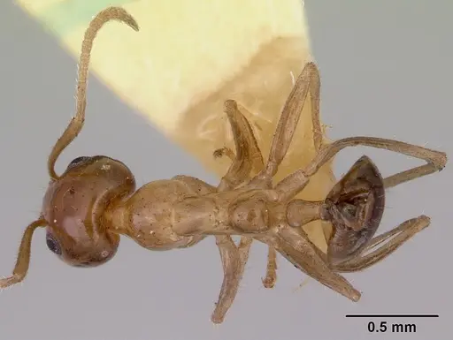 Iridomyrmex innocens specimen