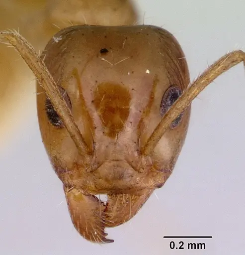 Iridomyrmex innocens specimen