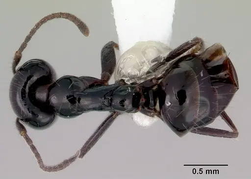 Iridomyrmex innocens - CASENT0172062