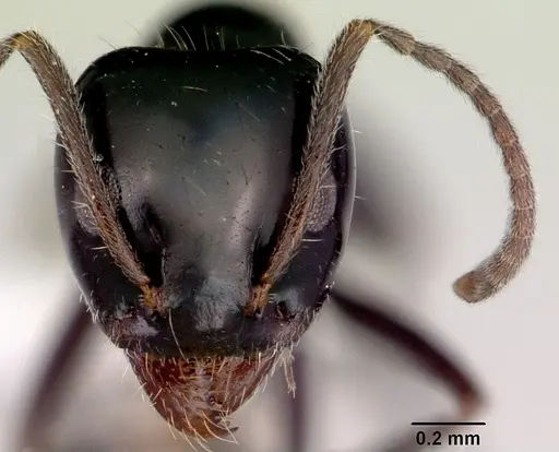 Iridomyrmex innocens - CASENT0172062