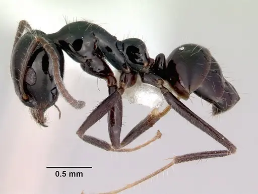 Iridomyrmex innocens - CASENT0172062