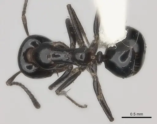 Iridomyrmex innocens - CASENT0217417