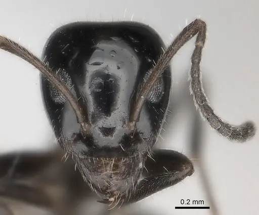 Iridomyrmex innocens - CASENT0217417