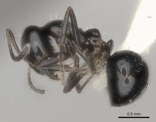 Iridomyrmex innocens - CASENT0217417