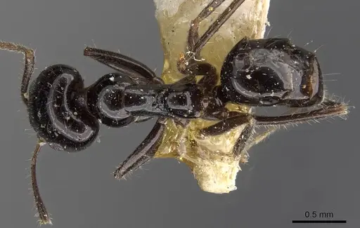 Iridomyrmex innocens - CASENT0909538