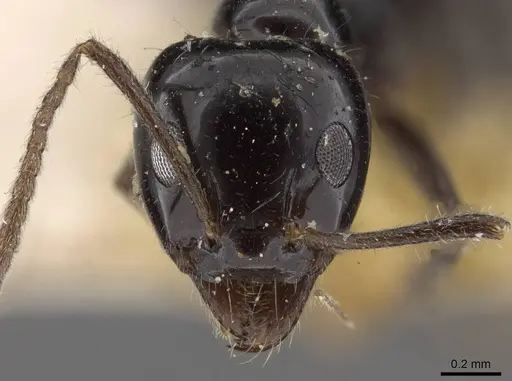 Iridomyrmex innocens - CASENT0909538