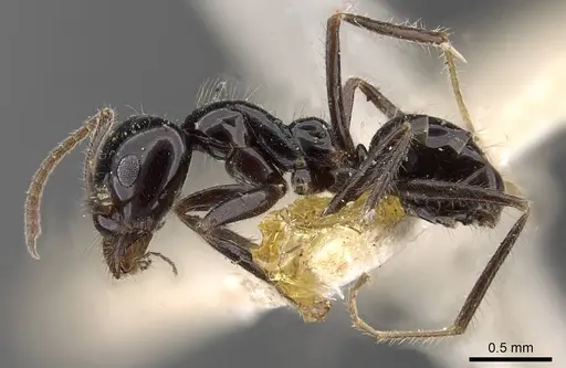 Iridomyrmex innocens - CASENT0909538