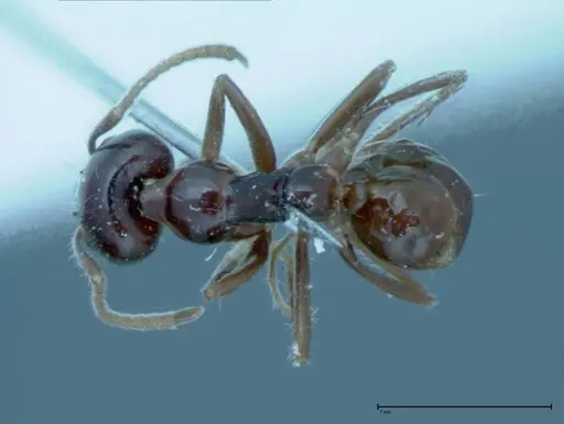 Iridomyrmex innocens - FOCOL0019
