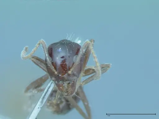 Iridomyrmex innocens - FOCOL0019