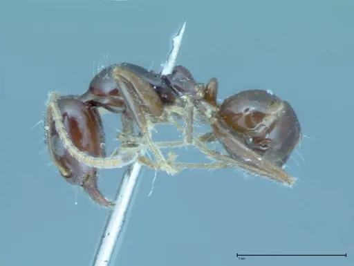 Iridomyrmex innocens - FOCOL0019