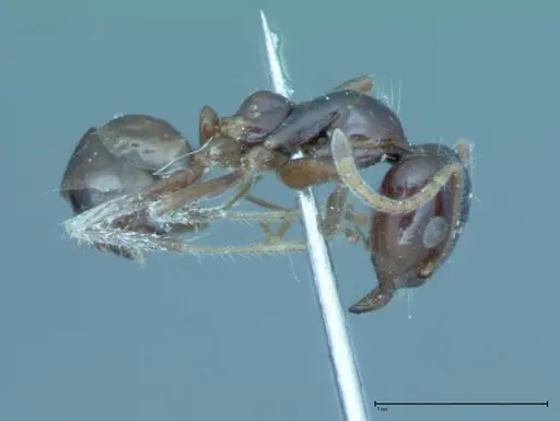 Iridomyrmex innocens - FOCOL0019