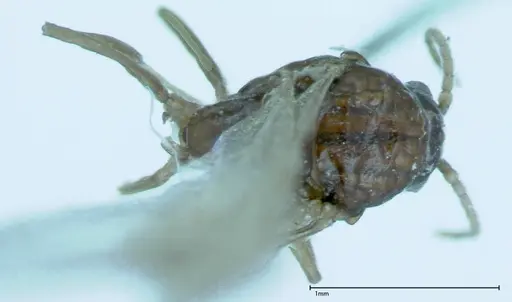 Iridomyrmex innocens - FOCOL0020