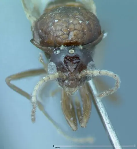 Iridomyrmex innocens - FOCOL0020