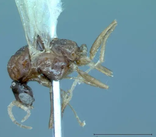 Iridomyrmex innocens - FOCOL0020