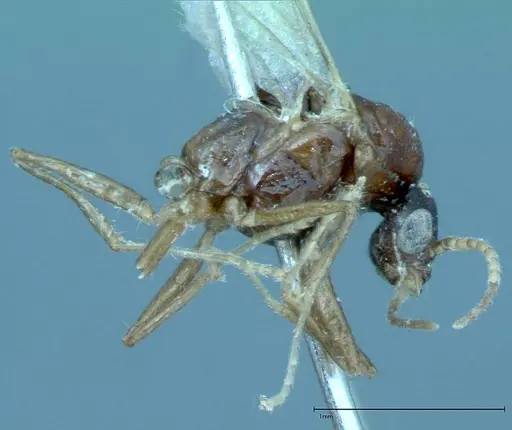 Iridomyrmex innocens - FOCOL0020