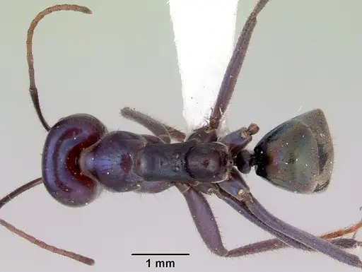 Iridomyrmex lividus specimen