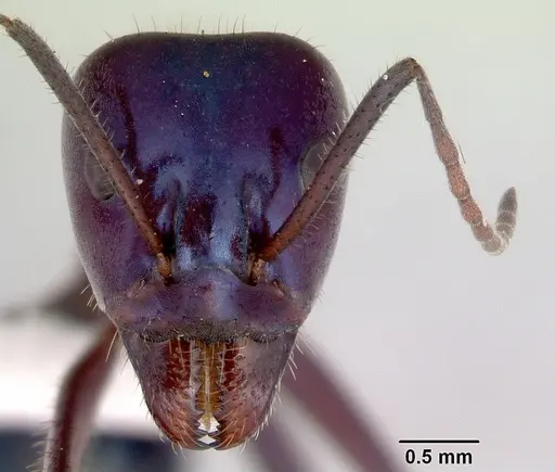 Iridomyrmex lividus specimen