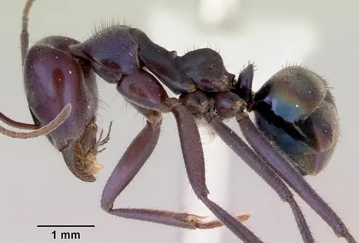 Iridomyrmex lividus specimen