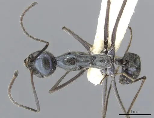 Iridomyrmex longisoma specimen