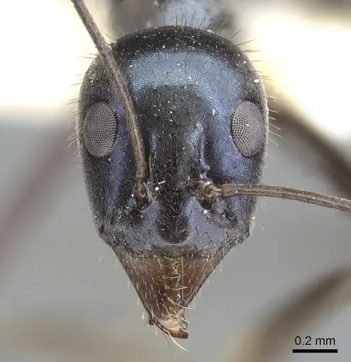 Iridomyrmex longisoma specimen