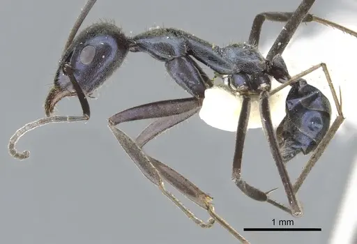 Iridomyrmex longisoma specimen