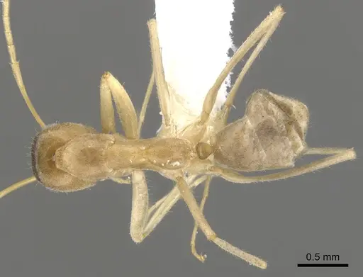 Iridomyrmex macrops specimen