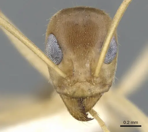 Iridomyrmex macrops specimen