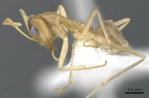 Iridomyrmex macrops specimen