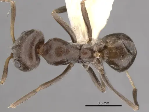 Iridomyrmex mattiroloi specimen
