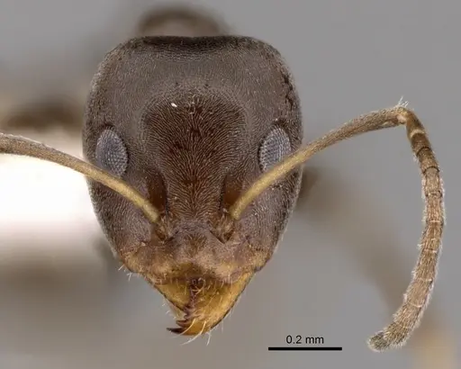 Iridomyrmex mattiroloi specimen