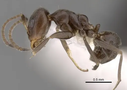 Iridomyrmex mattiroloi specimen