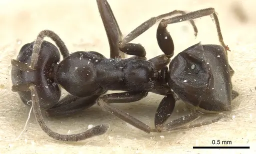 Iridomyrmex mattiroloi - CASENT0905057