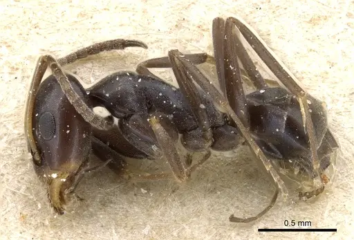 Iridomyrmex mattiroloi - CASENT0905057