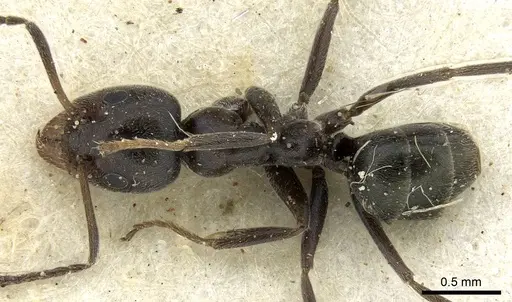 Iridomyrmex mattiroloi - CASENT0906243