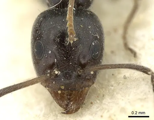 Iridomyrmex mattiroloi - CASENT0906243