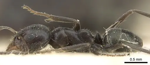 Iridomyrmex mattiroloi - CASENT0906243