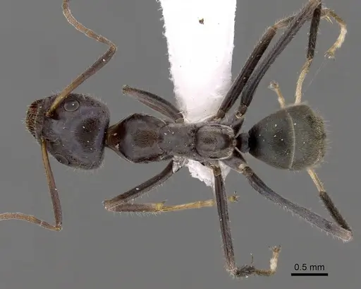 Iridomyrmex mayri specimen